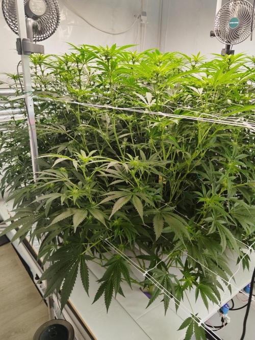 Candy Kush @ Nirvana Seeds. Week 11 - Flowering W3 D3
