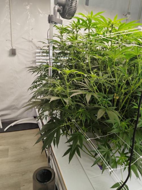 Candy Kush @ Nirvana Seeds. Week 11 - Flowering W3 D3
