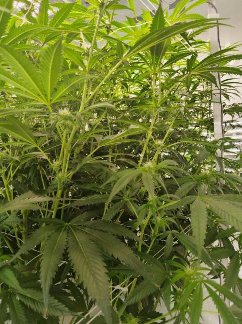 Candy Kush @ Nirvana Seeds. Week 11 - Flowering W3 D4
