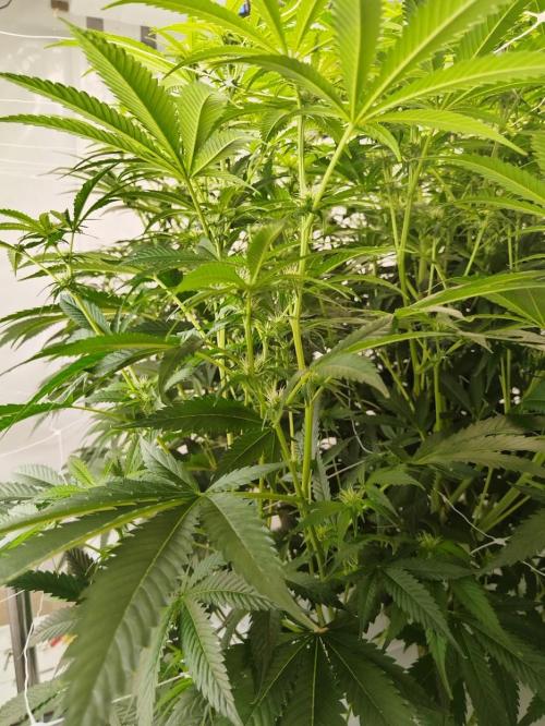 Candy Kush @ Nirvana Seeds. Week 11 - Flowering W3 D4
