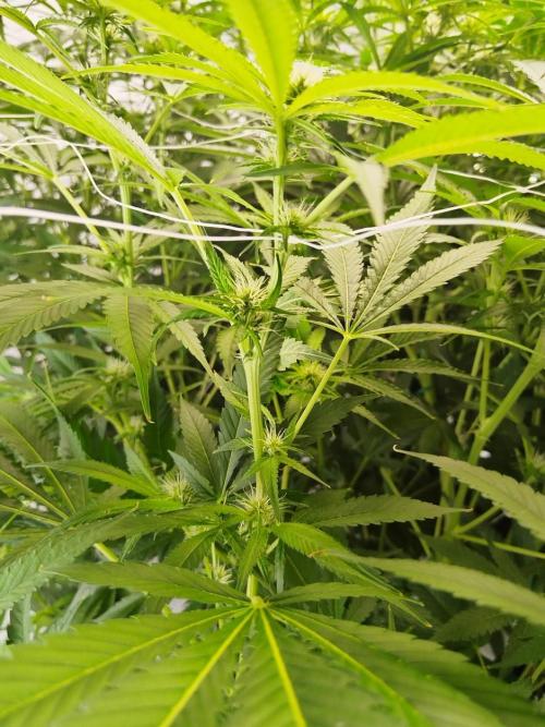 Candy Kush @ Nirvana Seeds. Week 11 - Flowering W3 D4
