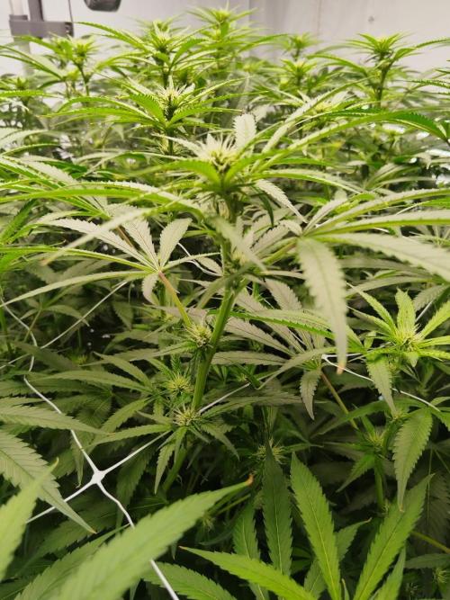 Candy Kush @ Nirvana Seeds. Week 11 - Flowering W3 D4
