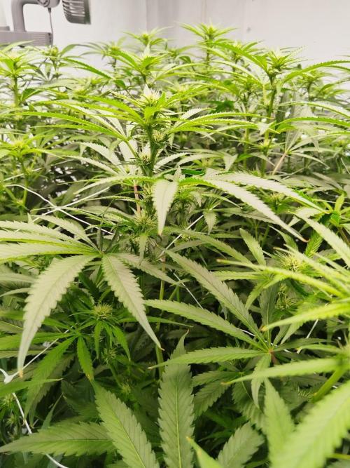 Candy Kush @ Nirvana Seeds. Week 11 - Flowering W3 D4
