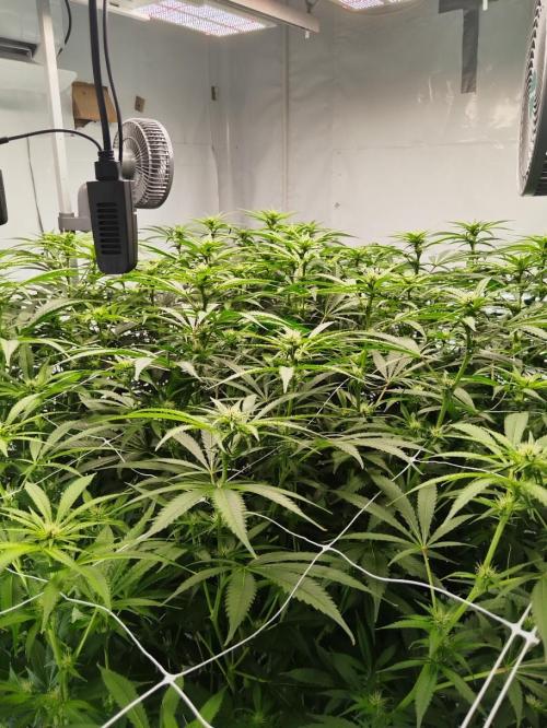 Candy Kush @ Nirvana Seeds. Week 11 - Flowering W3 D4
