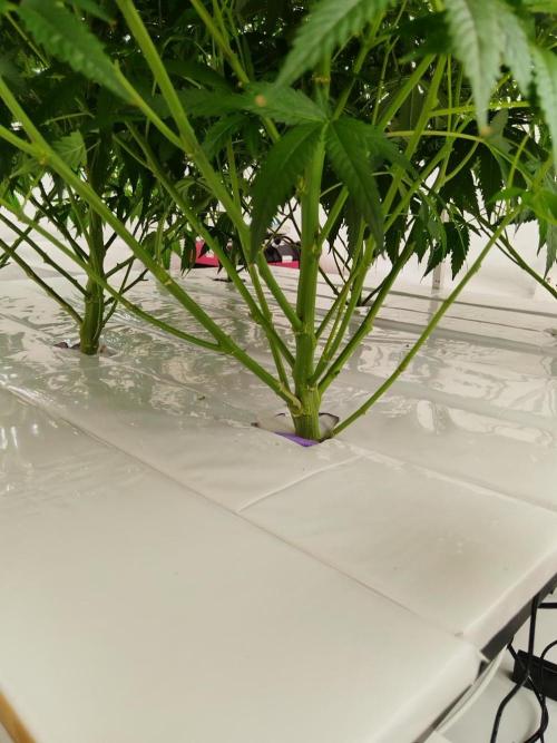 Candy Kush @ Nirvana Seeds. Week 11 - Flowering W3 D4
