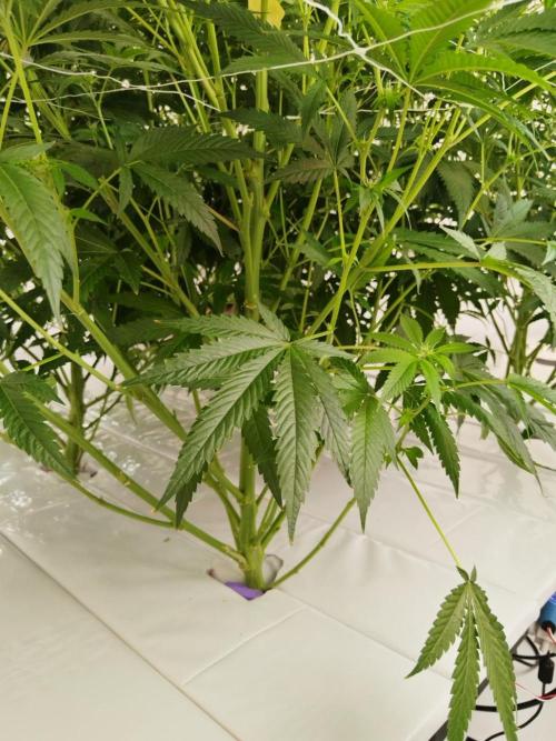 Candy Kush @ Nirvana Seeds. Week 11 - Flowering W3 D4
