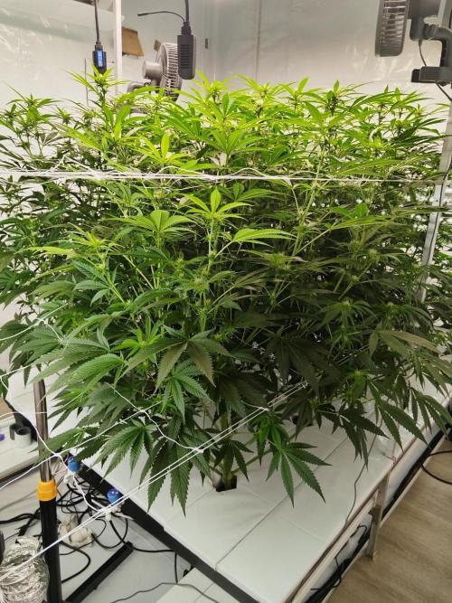 Candy Kush @ Nirvana Seeds. Week 11 - Flowering W3 D5
