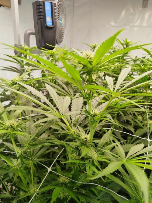 Candy Kush @ Nirvana Seeds. Week 11 - Flowering W3 D5
