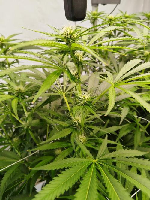 Candy Kush @ Nirvana Seeds. Week 11 - Flowering W3 D5
