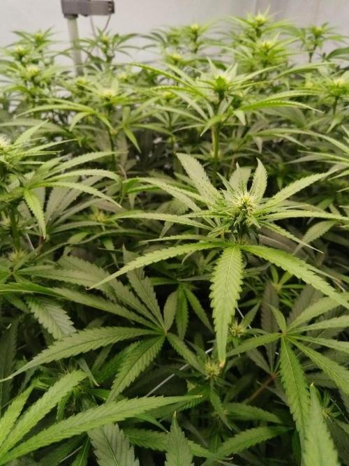 Candy Kush @ Nirvana Seeds. Week 11 - Flowering W3 D5
