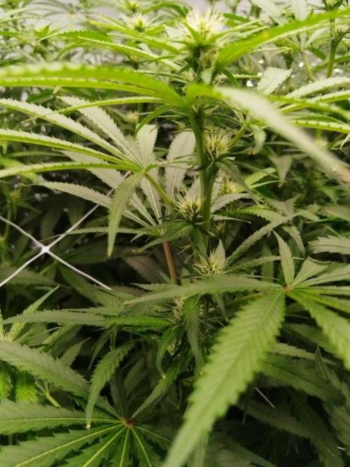 Candy Kush @ Nirvana Seeds. Week 11 - Flowering W3 D5
