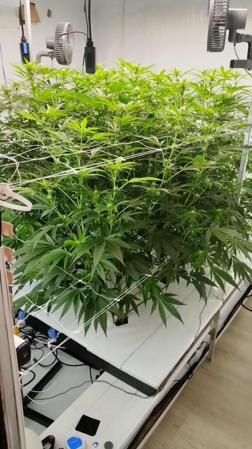 Candy Kush @ Nirvana Seeds