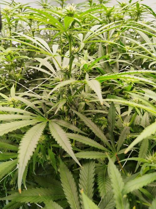 Candy Kush @ Nirvana Seeds. Week 11 - Flowering W3 D6
