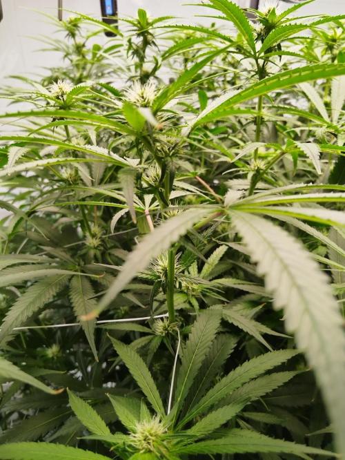 Candy Kush @ Nirvana Seeds. Week 11 - Flowering W3 D6
