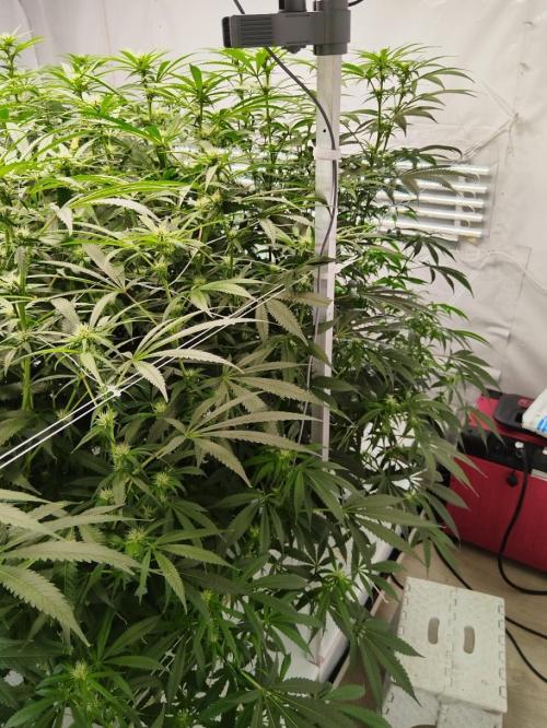 Candy Kush @ Nirvana Seeds. Week 11 - Flowering W3 D6
