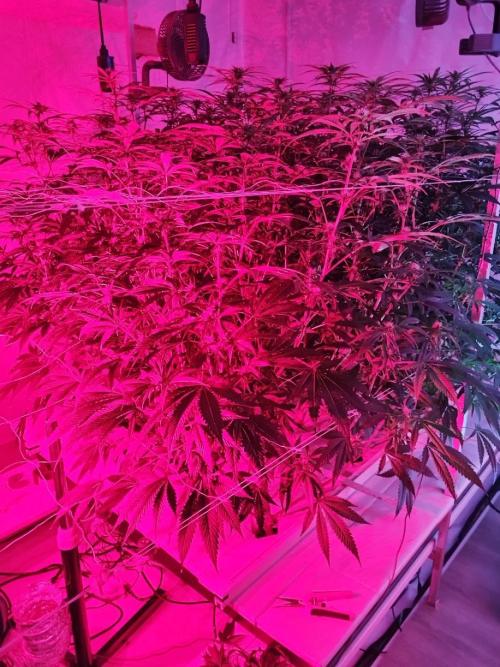 Candy Kush @ Nirvana Seeds. Week 11 - Flowering W3 D6
Far-Red light 
