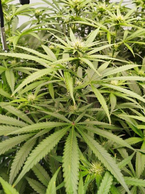 Candy Kush @ Nirvana Seeds. Week 11 - Flowering W3 D6
