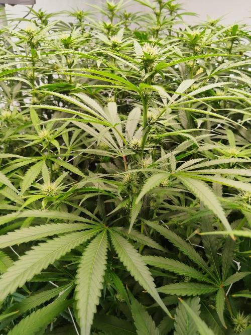 Candy Kush @ Nirvana Seeds. Week 11 - Flowering W3 D6
