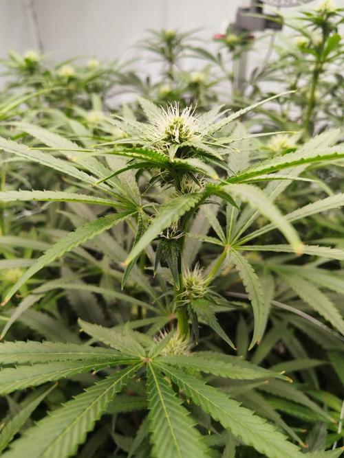 Candy Kush @ Nirvana Seeds. Week 11 - Flowering W3 D7
