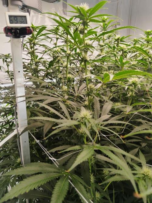 Candy Kush @ Nirvana Seeds. Week 11 - Flowering W3 D7
