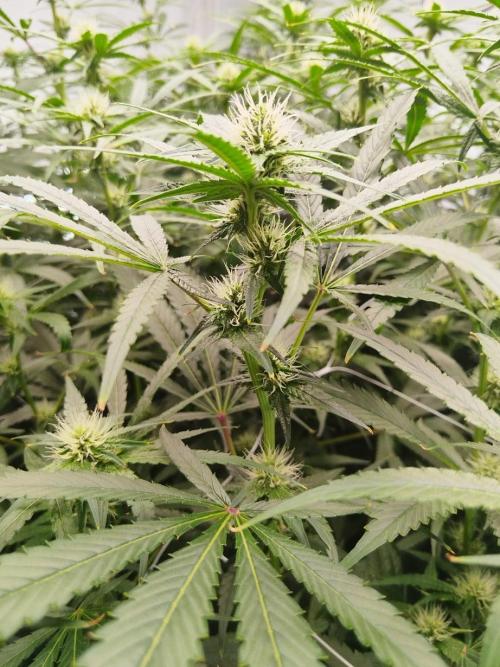 Candy Kush @ Nirvana Seeds. Week 11 - Flowering W3 D7
