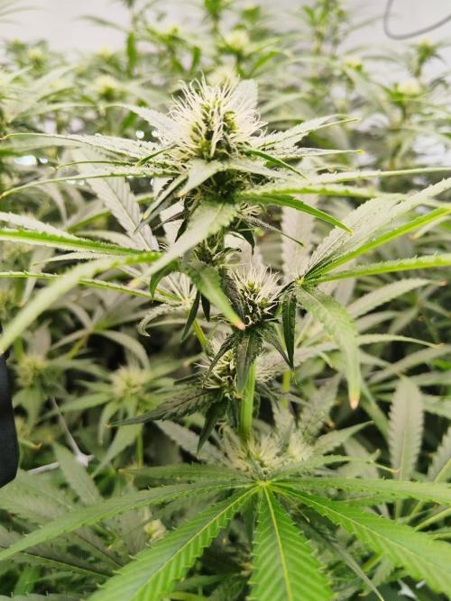 Candy Kush @ Nirvana Seeds. Week 11 - Flowering W3 D7
