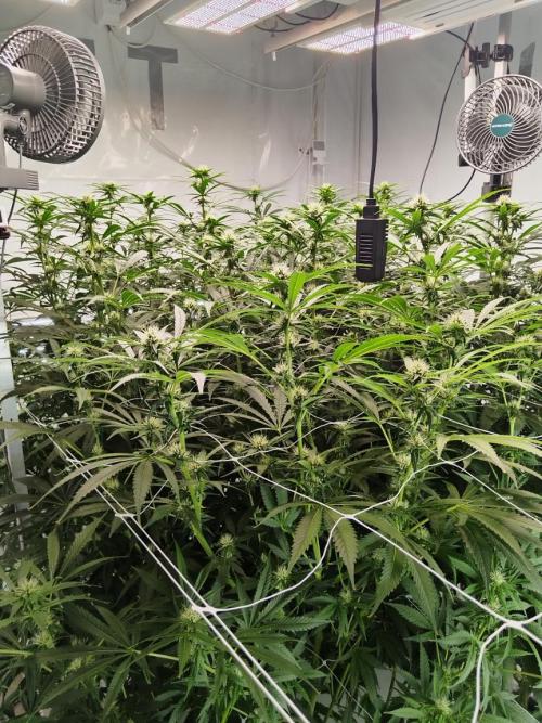 Candy Kush @ Nirvana Seeds. Week 11 - Flowering W3 D7
