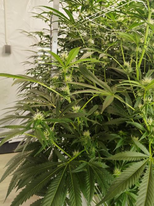 Candy Kush @ Nirvana Seeds. Week 11 - Flowering W3 D7
