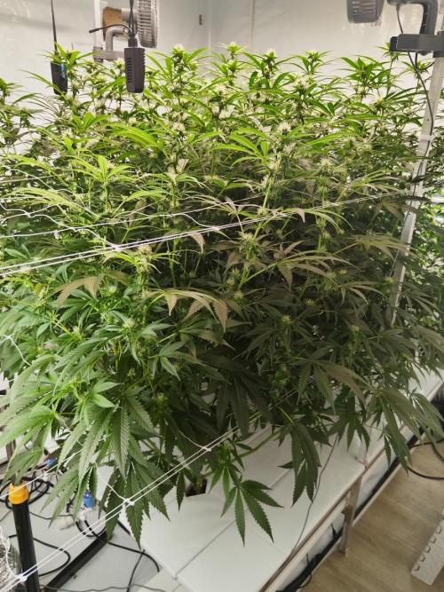 Candy Kush @ Nirvana Seeds. Week 11 - Flowering W3 D7
