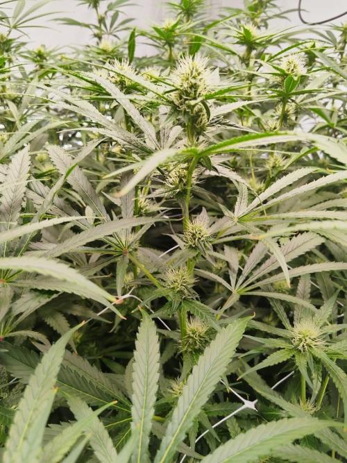 Candy Kush @ Nirvana Seeds. Week 11 - Flowering W3 D7
