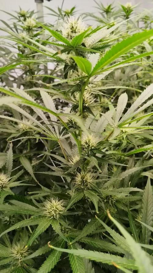 Candy Kush @ Nirvana Seeds