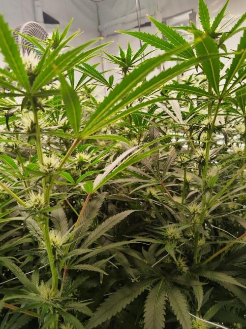 Candy Kush @ Nirvana Seeds. Week 12 - Flowering W4 D1
