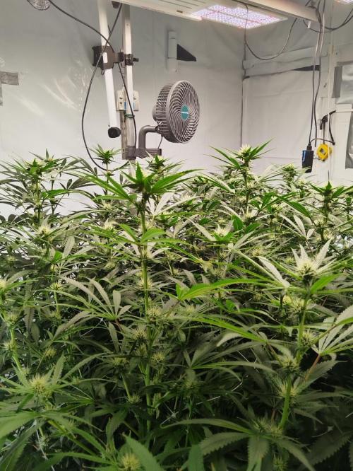 Candy Kush @ Nirvana Seeds. Week 12 - Flowering W4 D1
