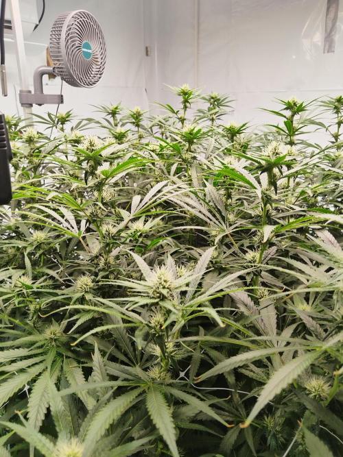 Candy Kush @ Nirvana Seeds. Week 12 - Flowering W4 D2
