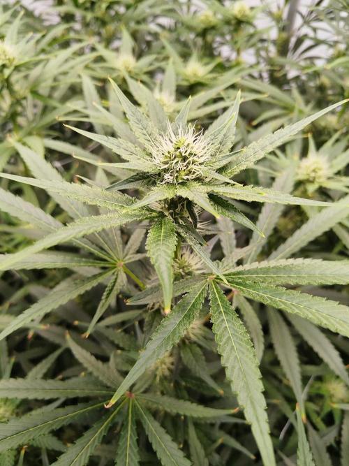 Candy Kush @ Nirvana Seeds. Week 12 - Flowering W4 D2
