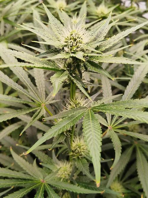 Candy Kush @ Nirvana Seeds. Week 12 - Flowering W4 D2
