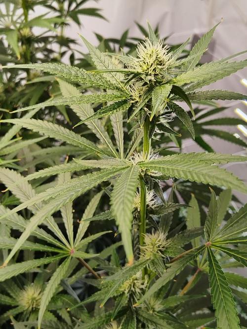 Candy Kush @ Nirvana Seeds. Week 12 - Flowering W4 D2
