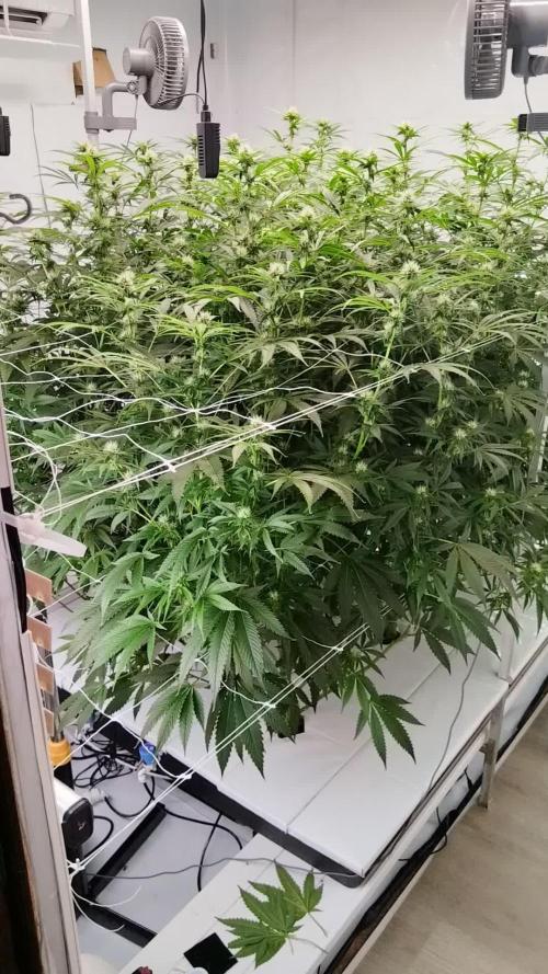 Candy Kush @ Nirvana Seeds