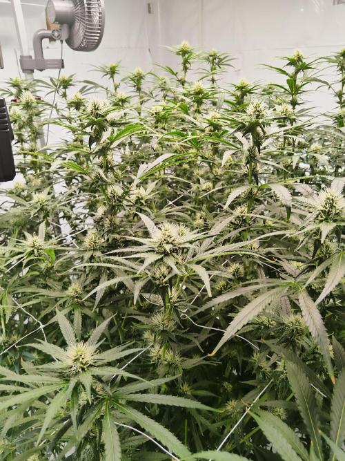 Candy Kush @ Nirvana Seeds. Week 12 - Flowering W4 D3
