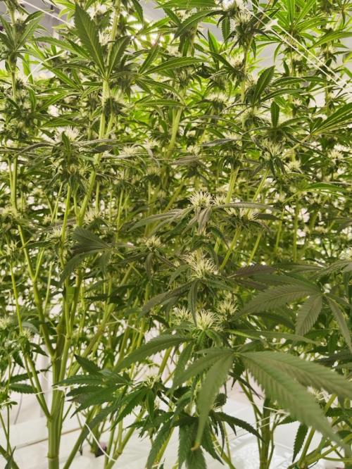 Candy Kush @ Nirvana Seeds. Week 12 - Flowering W4 D3
