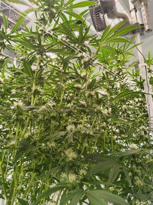 Candy Kush @ Nirvana Seeds. Week 12 - Flowering W4 D3
