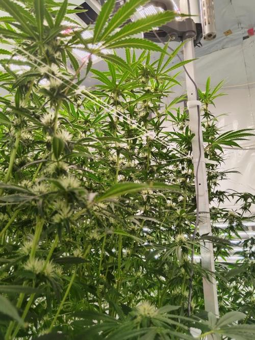 Candy Kush @ Nirvana Seeds. Week 12 - Flowering W4 D3
