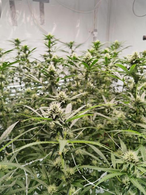 Candy Kush @ Nirvana Seeds. Week 12 - Flowering W4 D3
