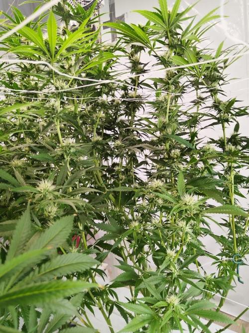 Candy Kush @ Nirvana Seeds. Week 12 - Flowering W4 D3
