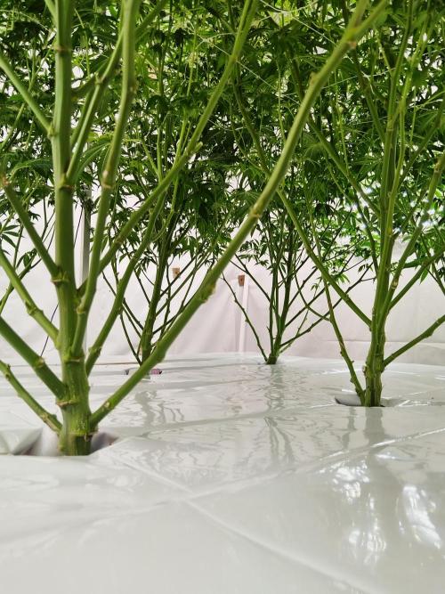 Candy Kush @ Nirvana Seeds. Week 12 - Flowering W4 D3
