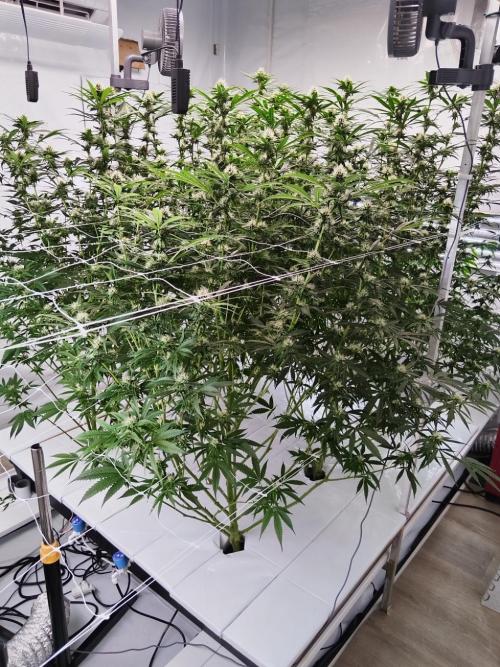 Candy Kush @ Nirvana Seeds. Week 12 - Flowering W4 D3
