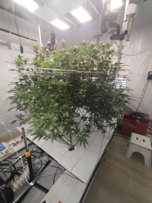 Candy Kush @ Nirvana Seeds. Week 12 - Flowering W4 D3
