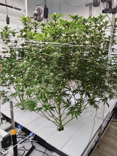 Candy Kush @ Nirvana Seeds. Week 12 - Flowering W4 D3
