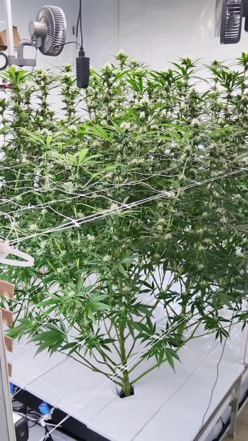 Candy Kush @ Nirvana Seeds