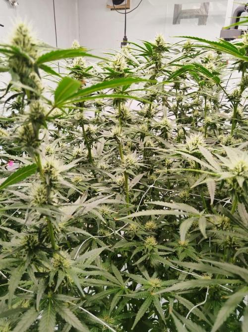 Candy Kush @ Nirvana Seeds. Week 12 - Flowering W4 D4
